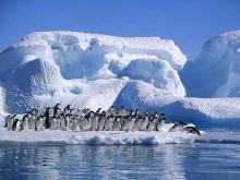 Fotografía de pinguinos en la antártida