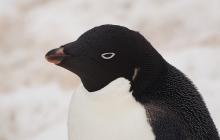 Un pinguino en la isla Peterman