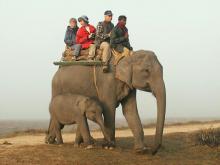 Safari en un elefante por el parque nacional de Kaziranga