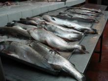 Cocina del Nomads of the seas