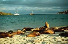 Foto de focas marinas