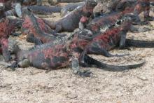 La isla de Bartolomé y sus iguanas