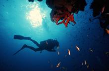 Un buceador nadando en los corales del mar rojo