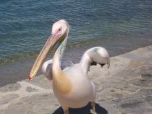 Imagen del pelícano Petros