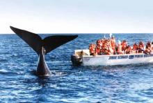 Una ballena en Puerto Madryn