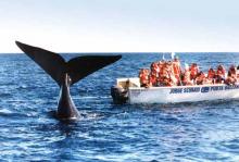 Puerto Madryn abre temporada de cruceros el próximo domingo Una ballena en Puerto Madryn