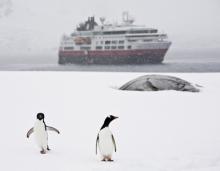 Dos pinguinos y una embarcación de la antartida