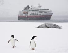 Se agotan los últimos cruceros hacía la Antartida Dos pinguinos y una embarcación de la antartida