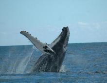 Una ballena jorobada