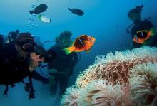 crucero-Paul-Gauguin-submarinismo-coral