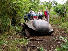 cruceroislasgalapagos5 cruceroislasgalapagos5